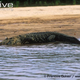 Illustration for article titled Sunday Crocodilian - Melanosuchus niger Edition